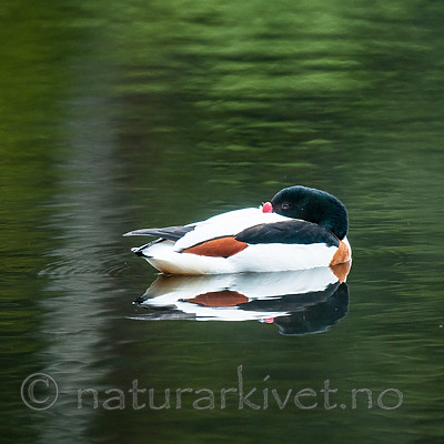 BB 11 0437 / Tadorna tadorna / Gravand